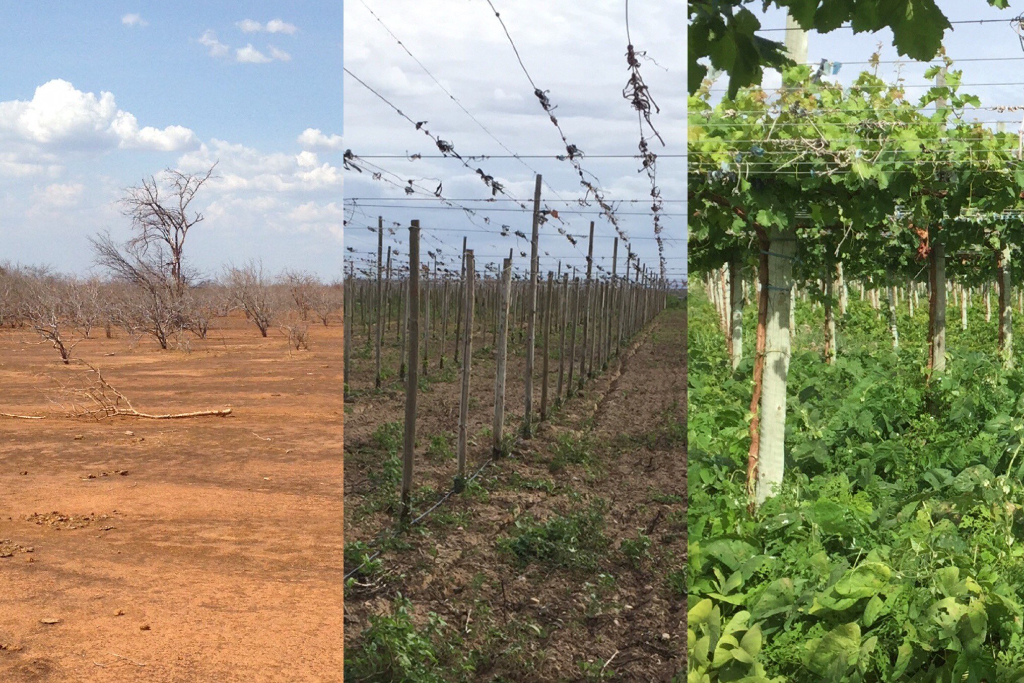 Direction générale d'une entreprise agricole internationale